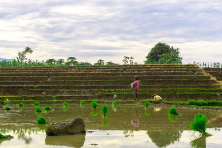 Beautiful morning view indonesia panorama landscape paddy fields with beauty color and sky natural lightの写真素材
