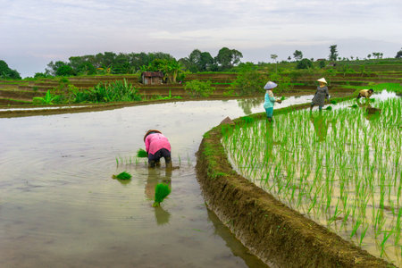 Beautiful morning view indonesia panorama landscape paddy fields with beauty color and sky natural lightの写真素材
