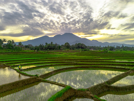 Beautiful morning view indonesia panorama landscape paddy fields with beauty color and sky natural lightの写真素材