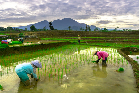 Beautiful morning view indonesia panorama landscape paddy fields with beauty color and sky natural lightの写真素材