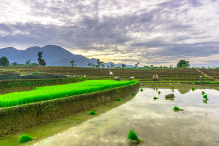 Beautiful morning view indonesia panorama landscape paddy fields with beauty color and sky natural lightの写真素材