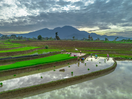 Beautiful morning view indonesia panorama landscape paddy fields with beauty color and sky natural lightの写真素材