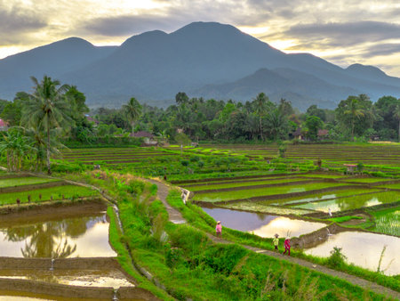 Beautiful morning view indonesia panorama landscape paddy fields with beauty color and sky natural...