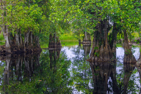 the beauty of Indonesia with mangrove forests and beaches at sunsetの写真素材