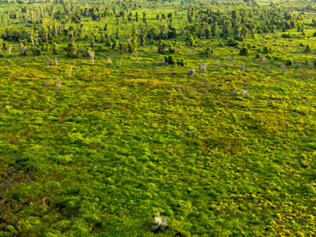the beauty of Indonesia with mangrove forests and beaches at sunsetの写真素材