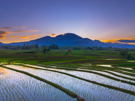 Beautiful morning view indonesia panorama landscape paddy fields with beauty color and sky natural lightの写真素材