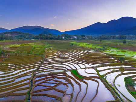 Beautiful morning view indonesia panorama landscape paddy fields with beauty color and sky natural lightの写真素材