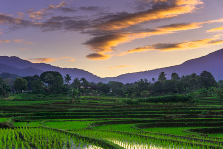 Beautiful morning view indonesia panorama landscape paddy fields with beauty color and sky natural lightの写真素材