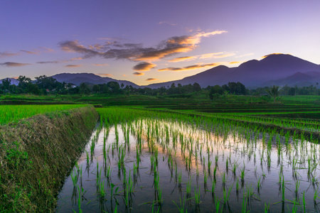 Beautiful morning view indonesia panorama landscape paddy fields with beauty color and sky natural...