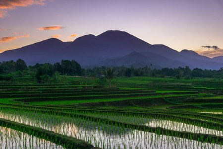 Beautiful morning view indonesia panorama landscape paddy fields with beauty color and sky natural lightの写真素材