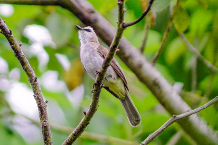 beautiful birds in the tropical forests of Indonesia in the afternoonの写真素材