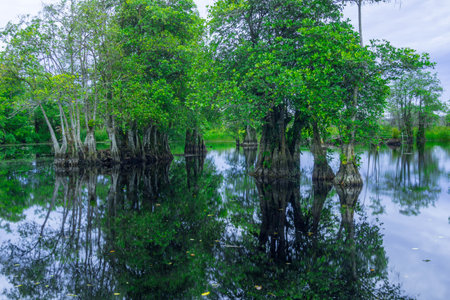 the beauty of Indonesia with mangrove forests and beaches at sunsetの写真素材