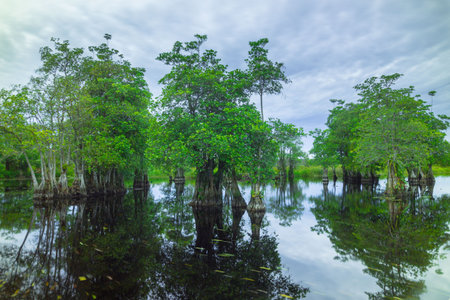 the beauty of Indonesia with mangrove forests and beaches at sunset