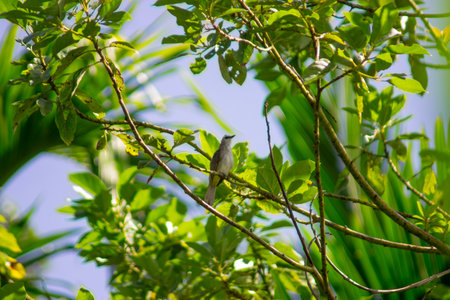 beautiful birds in the tropical forests of Indonesia in the afternoon