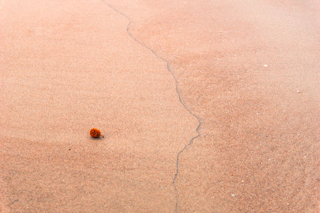 the beauty of Indonesia with mangrove forests and beaches at sunsetの写真素材