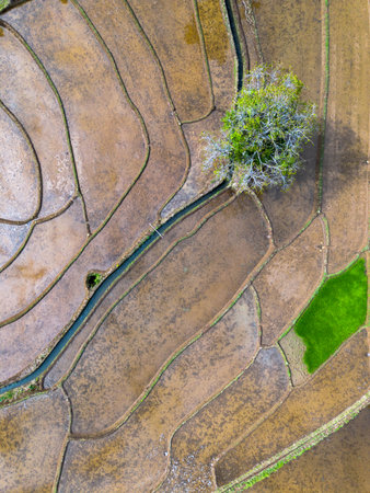 Aerial view of Indonesia's lush rice fields with majestic mountain backdrop, showcasing natural beauty, peaceful morning vibes, perfect for themes of nature, farming, and rural lifeの写真素材