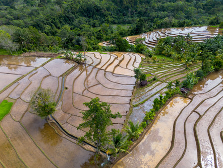 Aerial view of Indonesia's lush rice fields with majestic mountain backdrop, showcasing natural beauty, peaceful morning vibes, perfect for themes of nature, farming, and rural lifeの写真素材