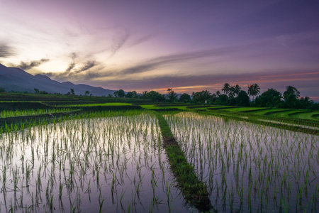 Beautiful morning view indonesia panorama landscape paddy fields with beauty color and sky natural...