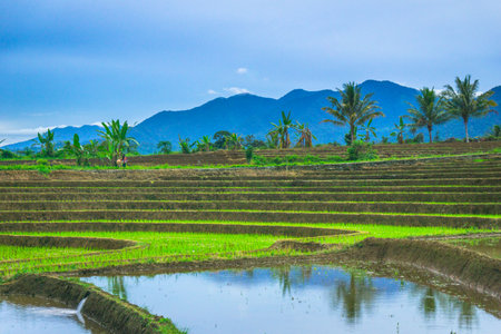 Beautiful morning view indonesia panorama landscape paddy fields with beauty color and sky natural...