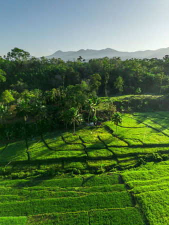 Beautiful morning view indonesia panorama landscape paddy fields with beauty color and sky natural...