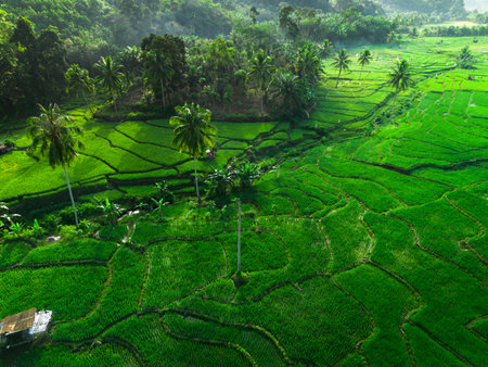 Beautiful morning view indonesia panorama landscape paddy fields with beauty color and sky natural...