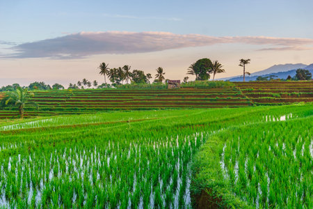 Beautiful morning view indonesia panorama landscape paddy fields with beauty color and sky natural...