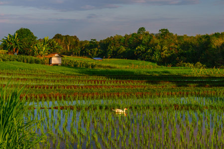 Beautiful morning view indonesia panorama landscape paddy fields with beauty color and sky natural lightの写真素材