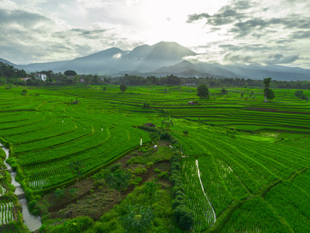 Beautiful morning view indonesia panorama landscape paddy fields with beauty color and sky natural lightの写真素材
