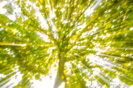 Abstract Nature Blur Background with Soft Green Tonesの写真素材