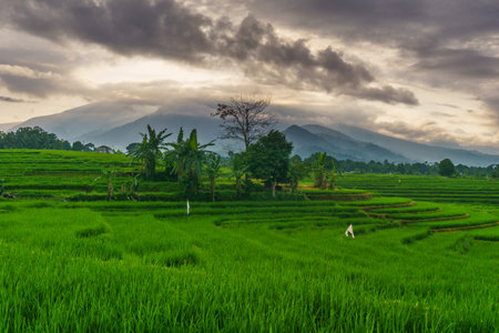 Beautiful morning view indonesia panorama landscape forest with beauty color and sky natural light