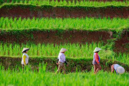 Beautiful morning view indonesia panorama landscape forest with beauty color and sky natural lightの写真素材