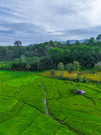 Beautiful morning view indonesia panorama landscape forest with beauty color and sky natural light