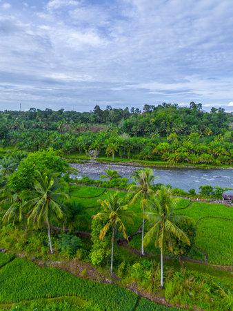 Beautiful morning view indonesia panorama landscape forest with beauty color and sky natural light