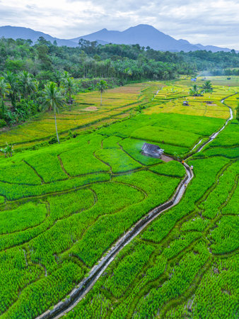 Beautiful morning view indonesia panorama landscape forest with beauty color and sky natural light