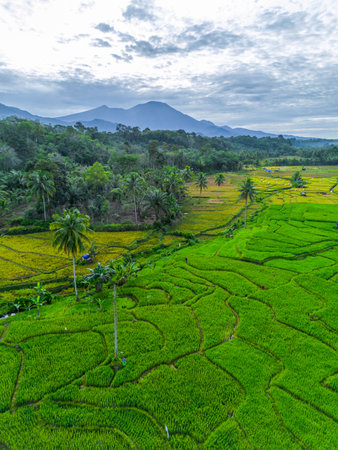 Beautiful morning view indonesia panorama landscape forest with beauty color and sky natural lightの写真素材