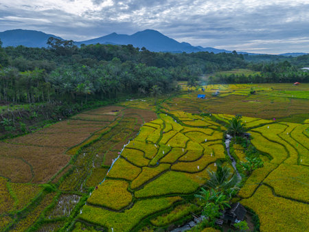 Beautiful morning view indonesia panorama landscape forest with beauty color and sky natural light