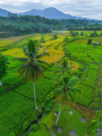 Beautiful morning view indonesia panorama landscape forest with beauty color and sky natural light