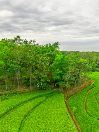 Wonderful sunrise scenery indonesia nature mountain valley forest with bright sky