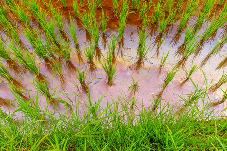 Wonderful sunrise scenery indonesia nature mountain valley forest with bright skyの写真素材