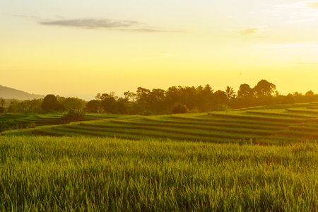 Wonderful sunrise scenery indonesia nature mountain valley forest with bright skyの写真素材