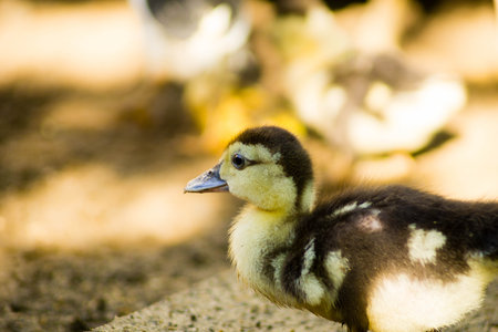 Beautiful macro animal photography with sharp focusの写真素材