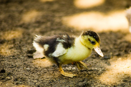 Beautiful macro photography with sharp focusの写真素材