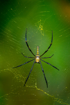 Abstract Nature of Water and Leaves Macro Textureの写真素材
