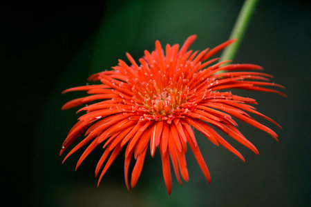 Abstract Nature of Water and Leaves Macro Textureの写真素材