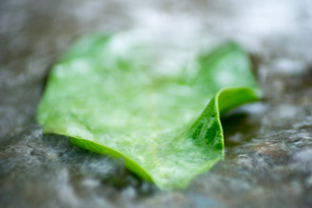 Abstract Nature of Water and Leaves Macro Texture