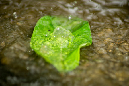Abstract Nature of Water and Leaves Macro Textureの写真素材