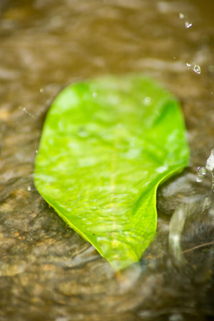 Abstract Nature of Water and Leaves Macro Texture