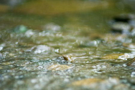 Abstract Nature of Water and Leaves Macro Textureの写真素材