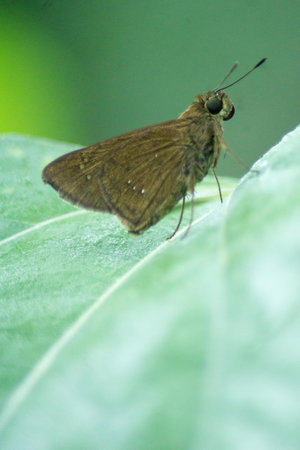 Abstract Nature of Leaves Macro Textureの写真素材