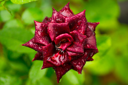 Natural Abstract with Water Drops on Green Leafの写真素材